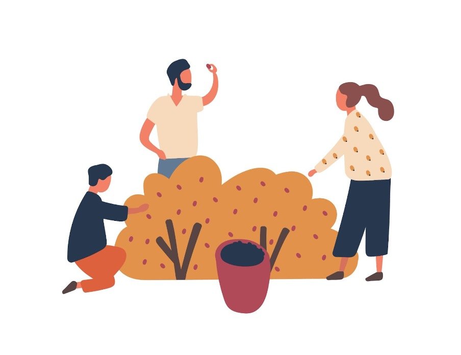 An illustration of people picking berries off of a bush
